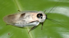 Giant giant central american